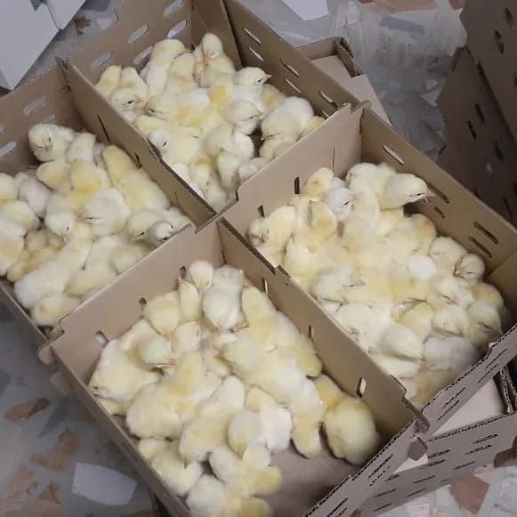 217b4adf-ed98-48c0-a7d8-dd4abadef376